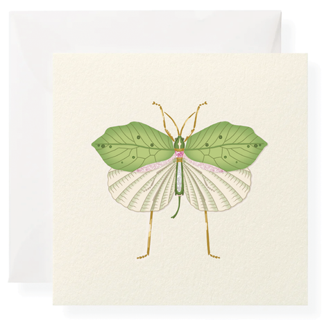 Fool's Bug Individual Gift Enclosure