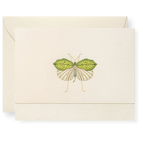 Fool's Bug Individual Note Card